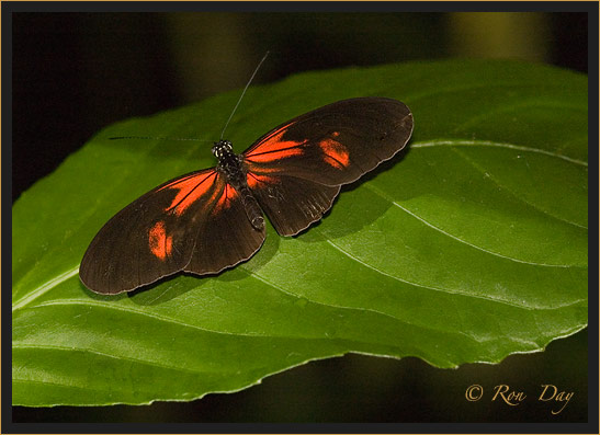 Butterfly (Heliconius)